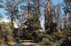 Bush scene with tall trees and blue skies, taken in Healesville 