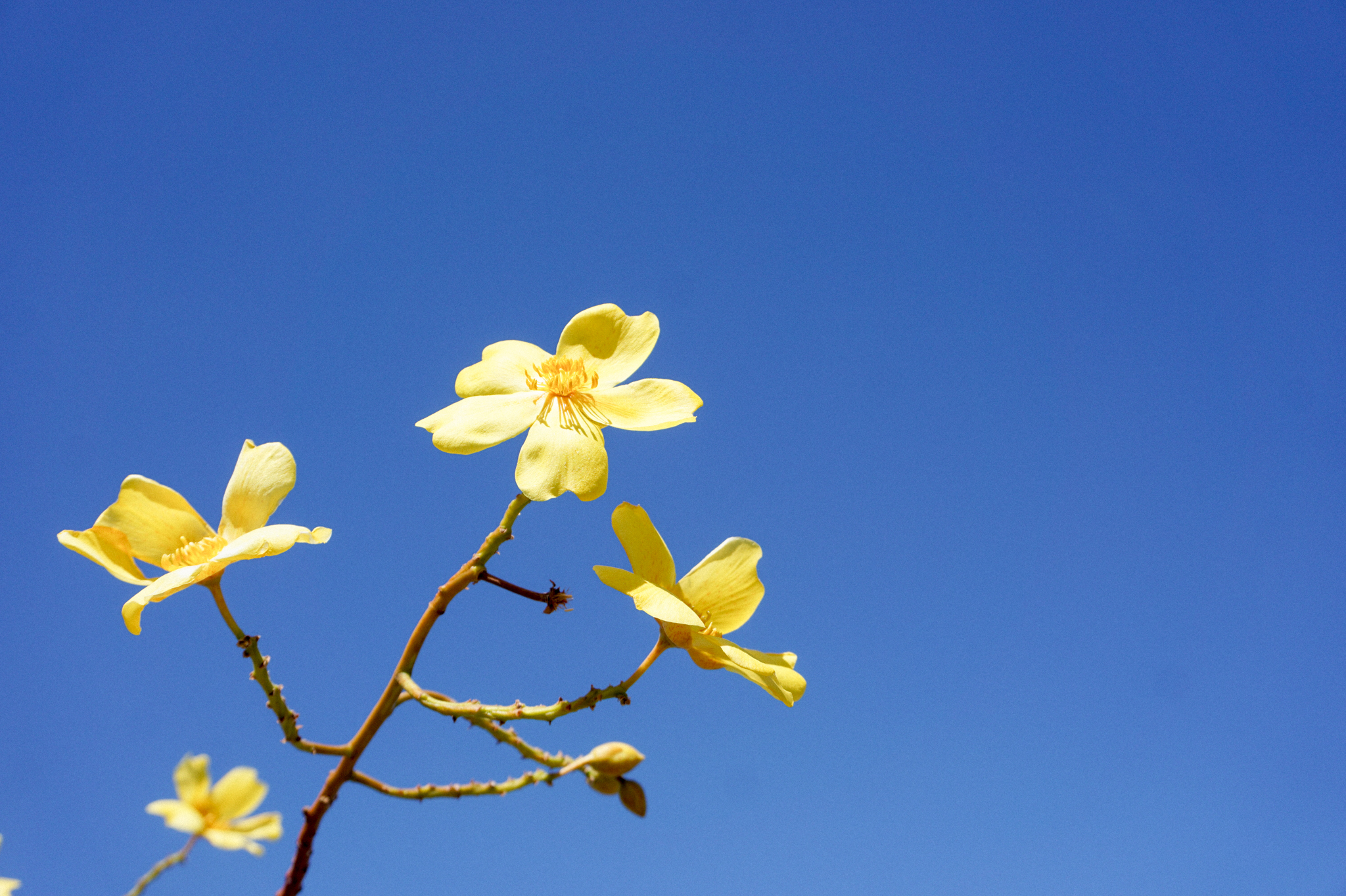 Yellow wildflowers against a blue sky in Kakadu National Park