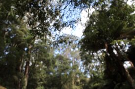 Bush scene of trees and blue skies, taken at Barham Paradise Reserve